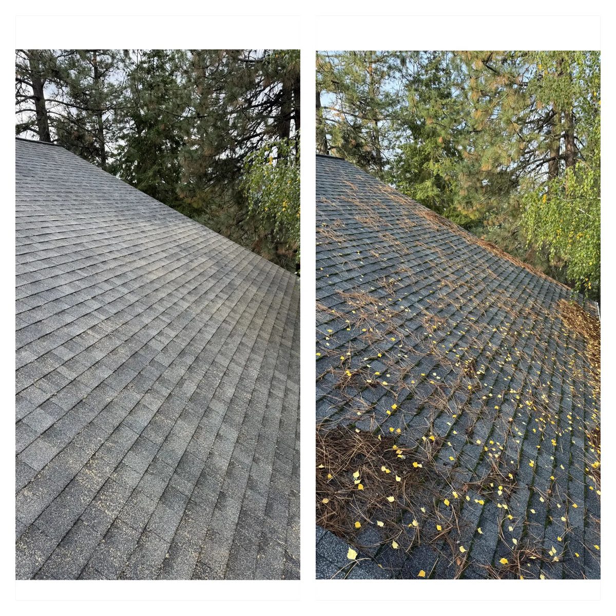 Before and after roof cleanup photo